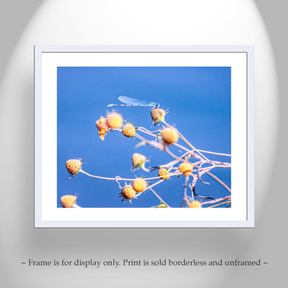 Blue Damselfly Insect Nature Photography Print as Vibrant Arizona Wall Art