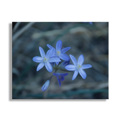 Close-up of blue flowers with a blurred natural background. Blue Wildflower | Minimalist Arizona Desert Canyon Nature Photography