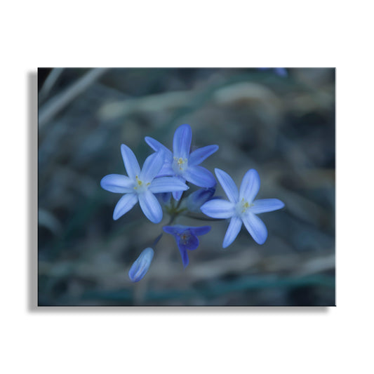 Close-up of blue flowers with a blurred natural background. Blue Wildflower | Minimalist Arizona Desert Canyon Nature Photography