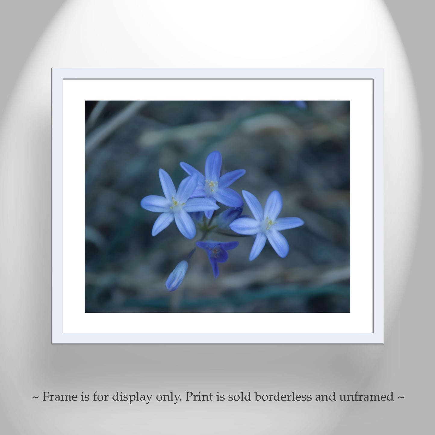 Blue Wildflower | Minimalist Arizona Desert Canyon Nature Photography
