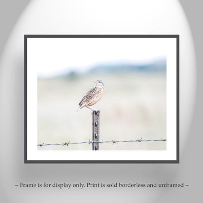 Bobolink on Barbed Wire as Minimalist Bird Photography