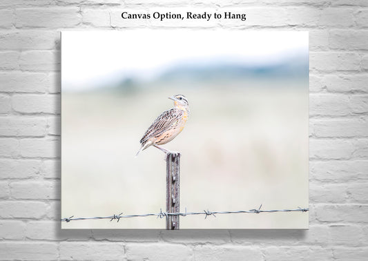 Bobolink on Barbed Wire as Minimalist Bird Photography