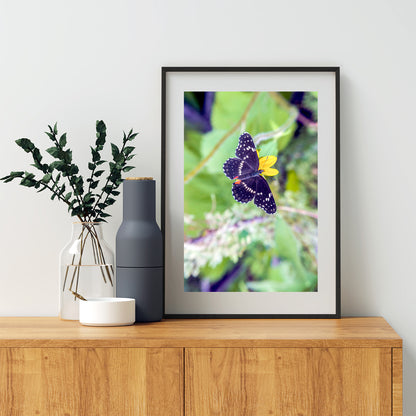 Nature Home Decor with Beautiful Spring Butterfly | Southern Arizona