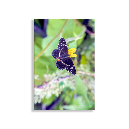 My handsome butterfly art, a Bordered Patch butterfly just for you! I captured this scene at Madera Canyon of the Santa Ritas, southern Arizona USA. Original, unique signed art by Murray Bolesta.
