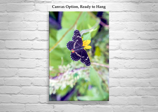 Nature Home Decor with Beautiful Spring Butterfly | Southern Arizona