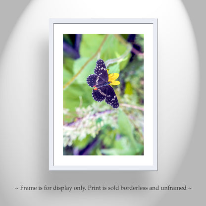 Nature Home Decor with Beautiful Spring Butterfly | Southern Arizona