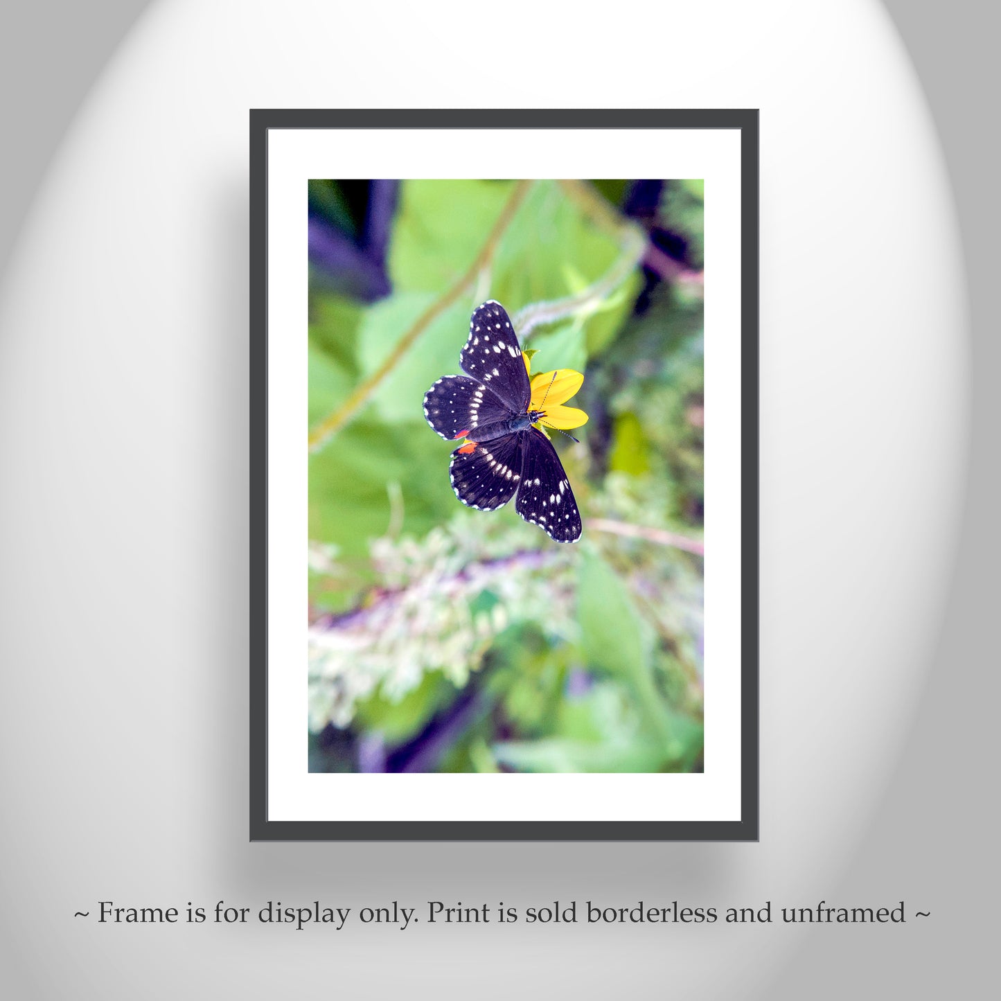 Nature Home Decor with Beautiful Spring Butterfly | Southern Arizona