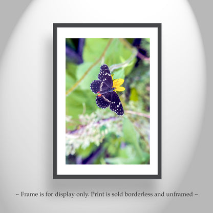 Nature Home Decor with Beautiful Spring Butterfly | Southern Arizona
