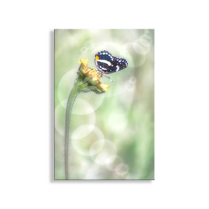 My fantasy butterfly art from my original photograph - a Bordered Patch butterfly just for you! Original, unique signed art by Murray Bolesta.