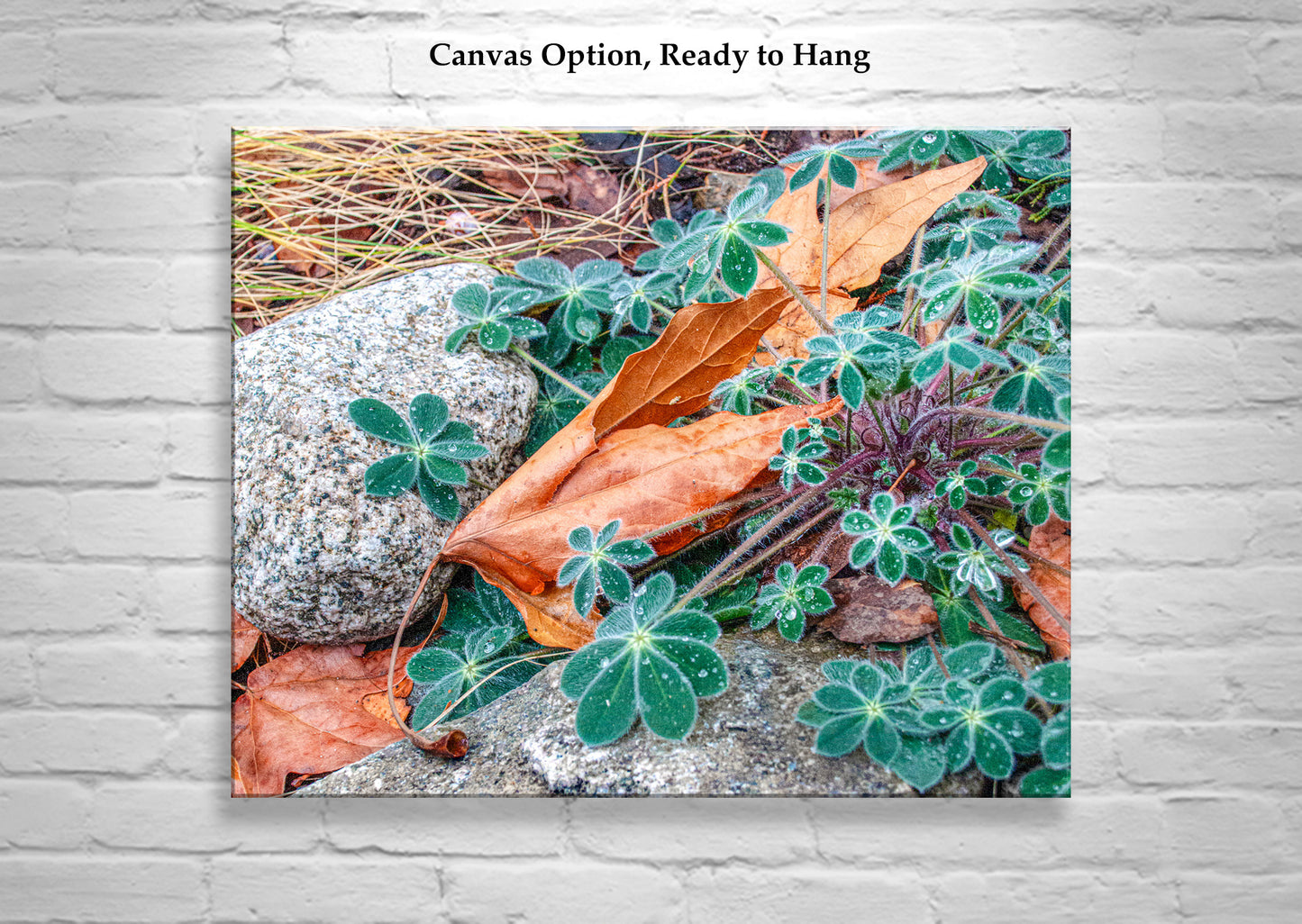 Autumn Nature Photography | Fall Sycamore Leaf Elegant Wall Art
