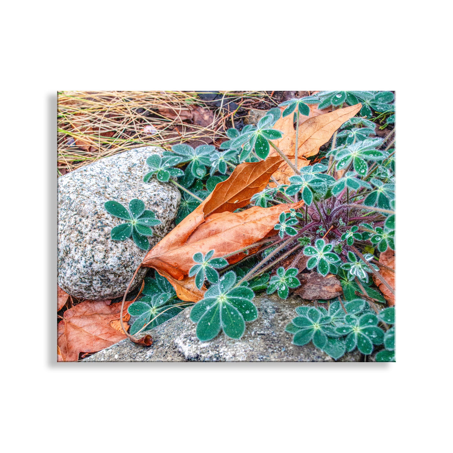 Autumn Nature Photography | Fall Sycamore Leaf Elegant Wall Art