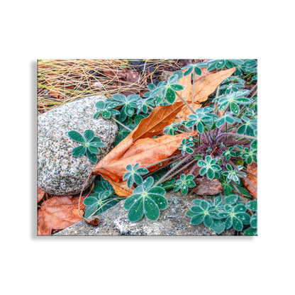 Autumn Nature Photography | Fall Sycamore Leaf Elegant Wall Art