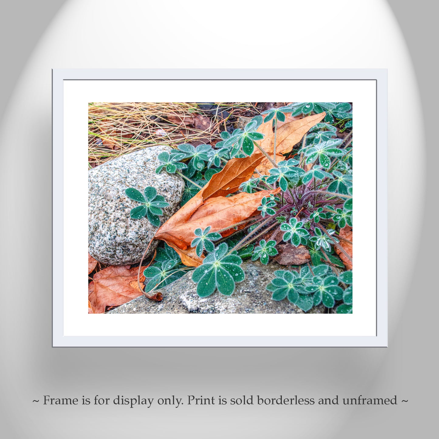Autumn Nature Photography | Fall Sycamore Leaf Elegant Wall Art