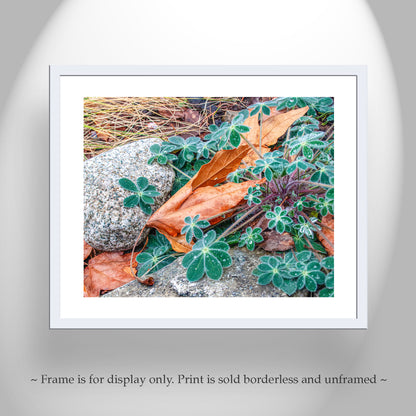 Autumn Nature Photography | Fall Sycamore Leaf Elegant Wall Art