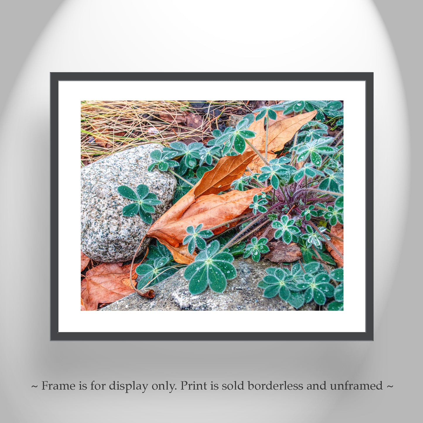 Autumn Nature Photography | Fall Sycamore Leaf Elegant Wall Art