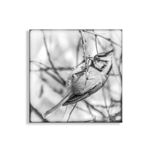 Bird Wildlfe Photography in Black and White with Bridled Titmouse