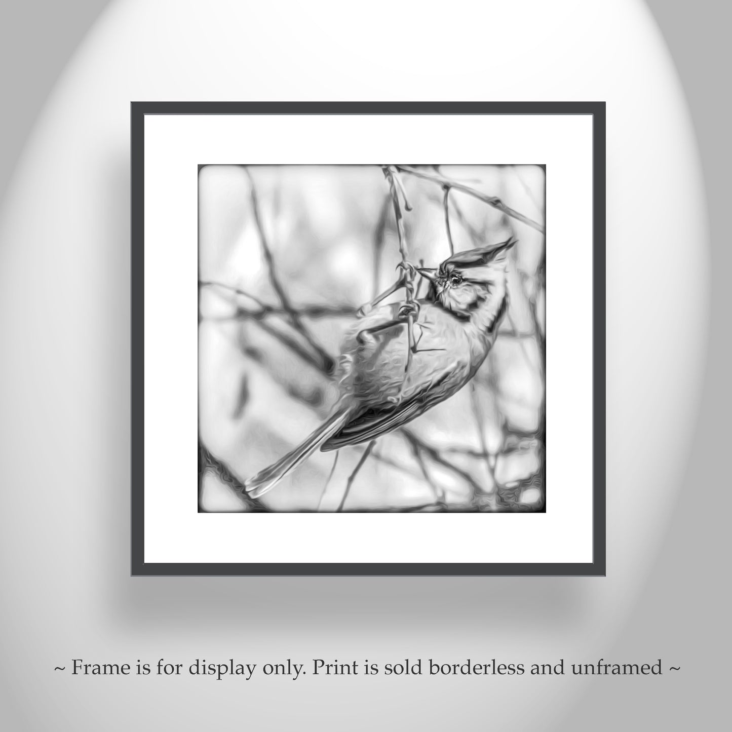 Bird Wildlfe Photography in Black and White with Bridled Titmouse