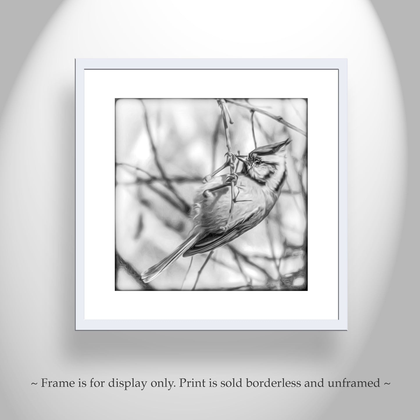 Bird Wildlfe Photography in Black and White with Bridled Titmouse