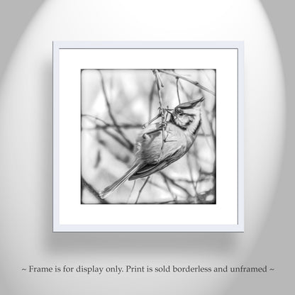 Bird Wildlfe Photography in Black and White with Bridled Titmouse