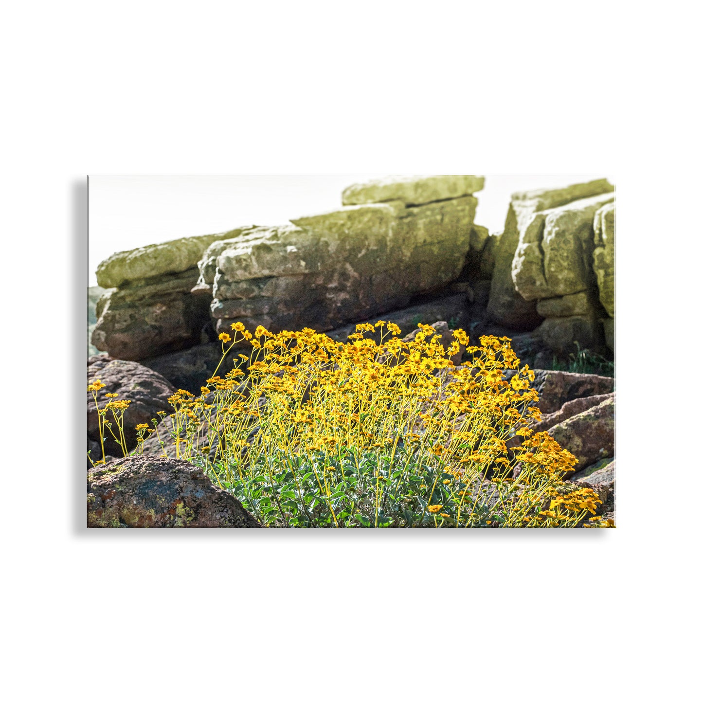 Desert Wildflower Landscape Art |Yellow Brittlebush at Tucson Mountain Park