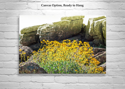 Desert Wildflower Landscape Art |Yellow Brittlebush at Tucson Mountain Park