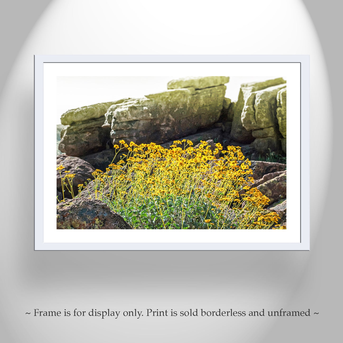 Desert Wildflower Landscape Art |Yellow Brittlebush at Tucson Mountain Park