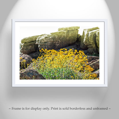 Desert Wildflower Landscape Art |Yellow Brittlebush at Tucson Mountain Park