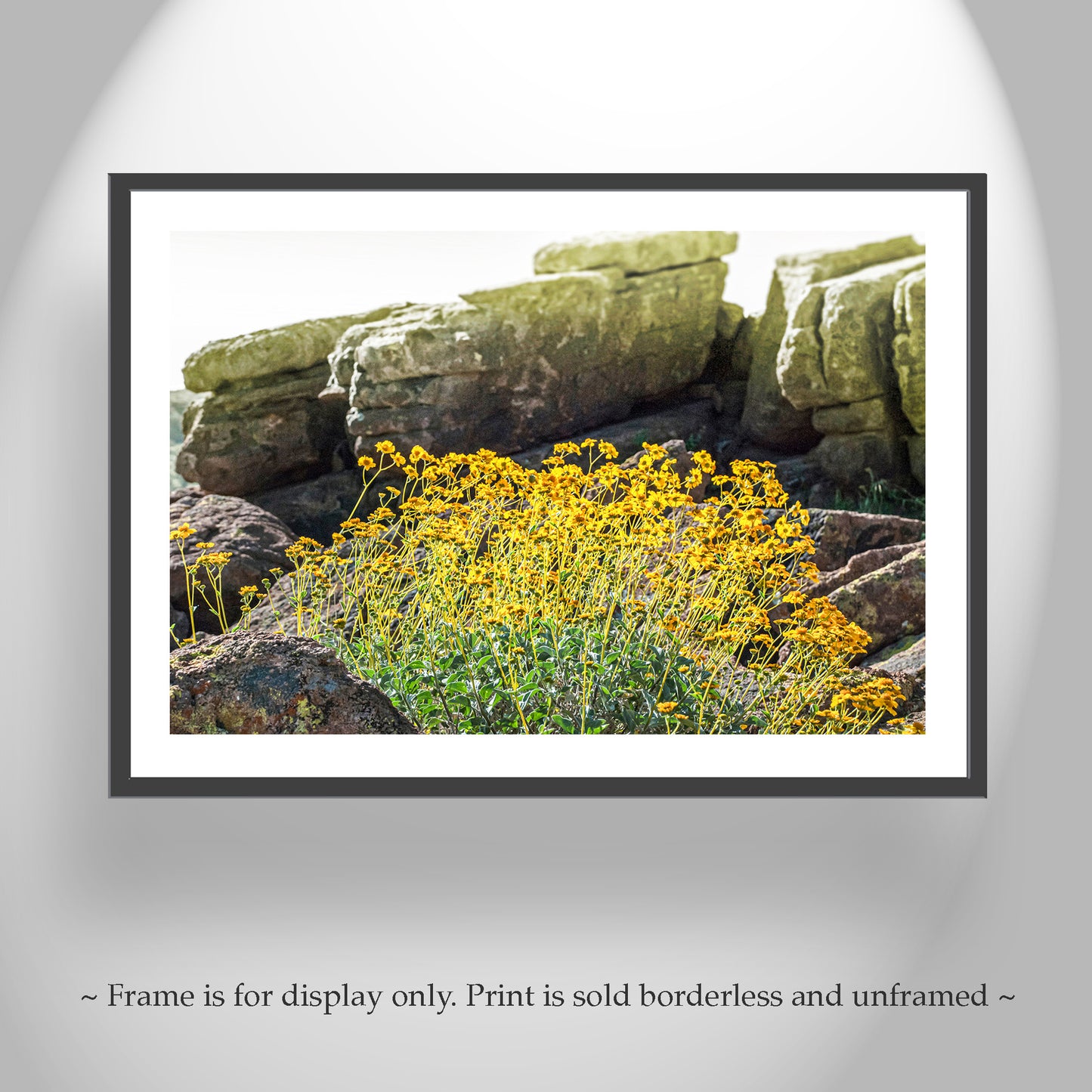 Desert Wildflower Landscape Art |Yellow Brittlebush at Tucson Mountain Park