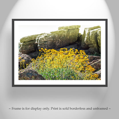 Desert Wildflower Landscape Art |Yellow Brittlebush at Tucson Mountain Park