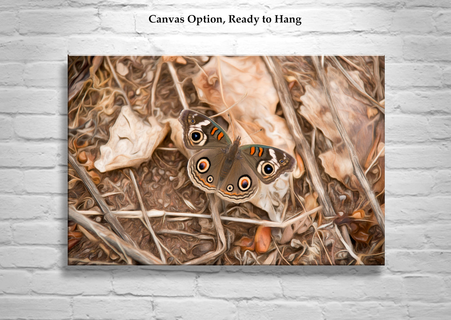 Buckeye Butterfly Autumn Nature Photograph | San Pedro River Arizona