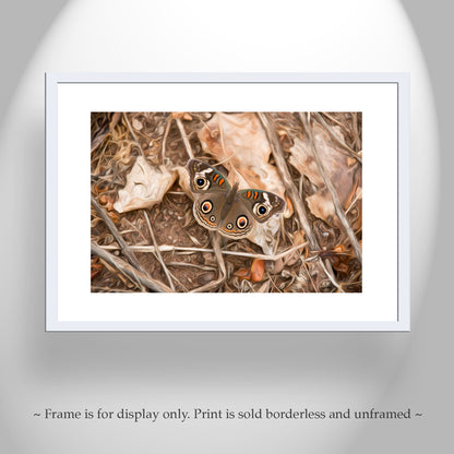 Buckeye Butterfly Autumn Nature Photograph | San Pedro River Arizona