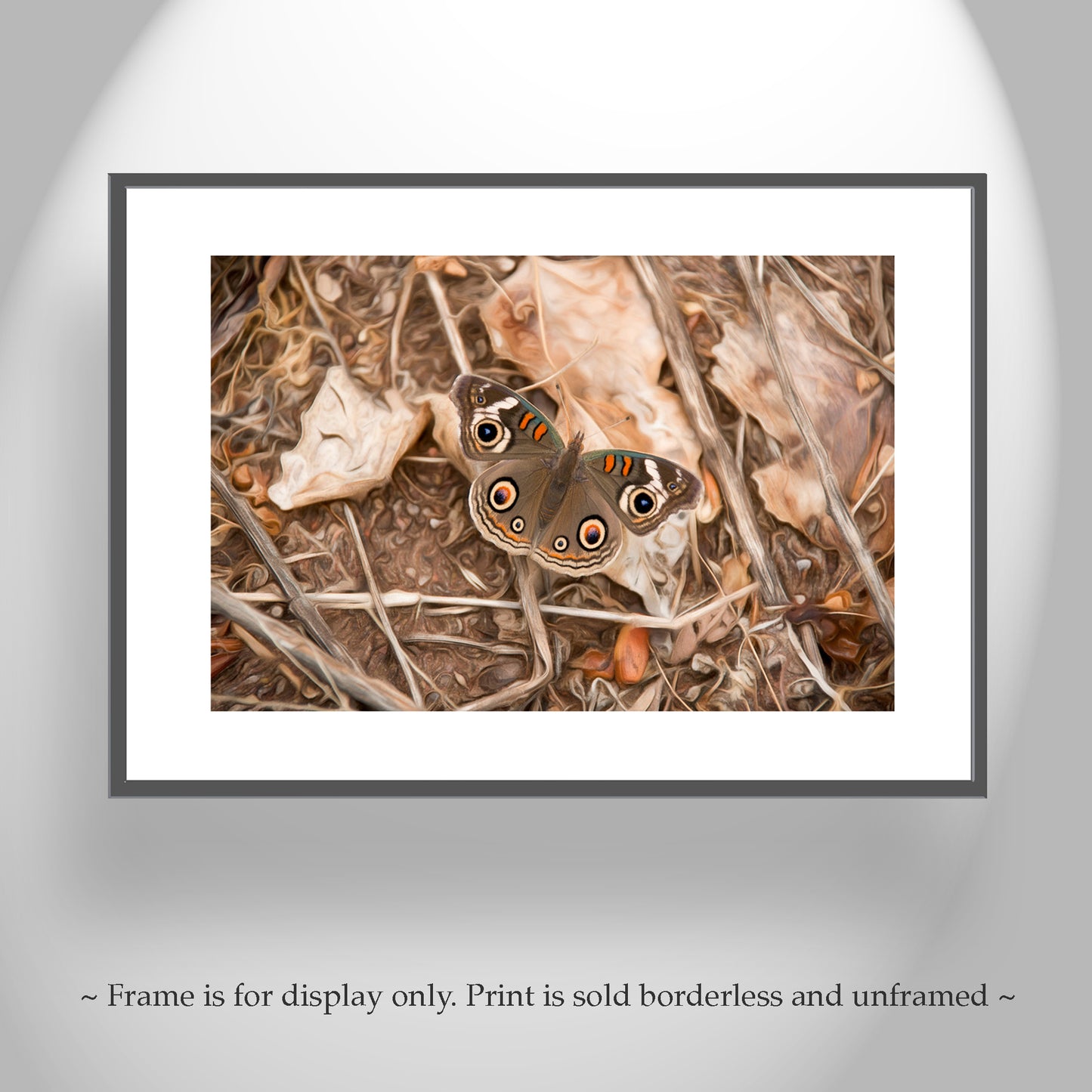 Buckeye Butterfly Autumn Nature Photograph | San Pedro River Arizona