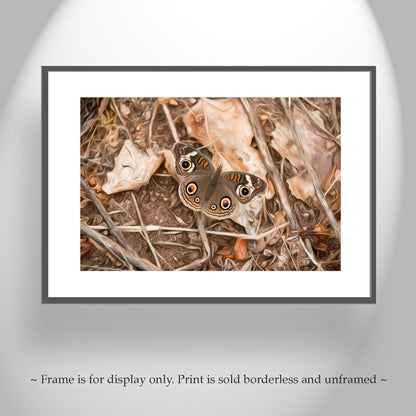 Buckeye Butterfly Autumn Nature Photograph | San Pedro River Arizona