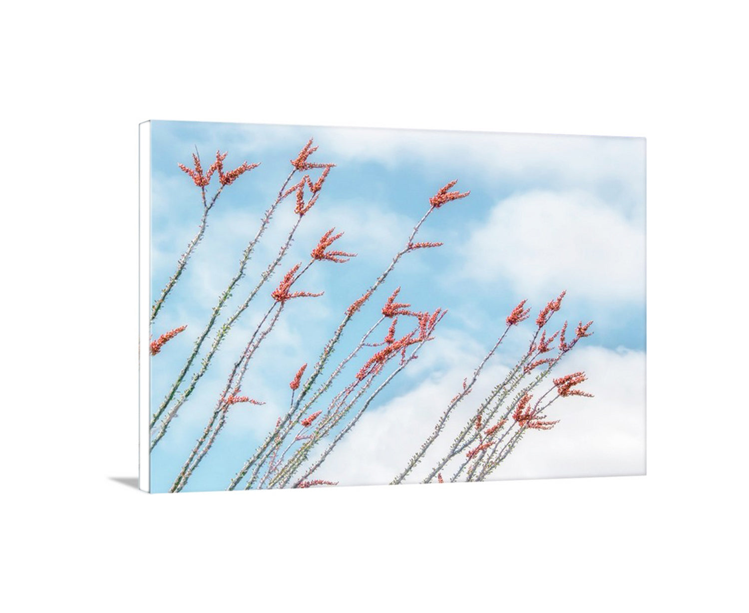 Red branches against a blue sky with white clouds. Minimalist Ocotillo & Red Wildflowers Photo – Pastel Arizona Desert Succulent Art Print | Southwest Nature Wall Décor