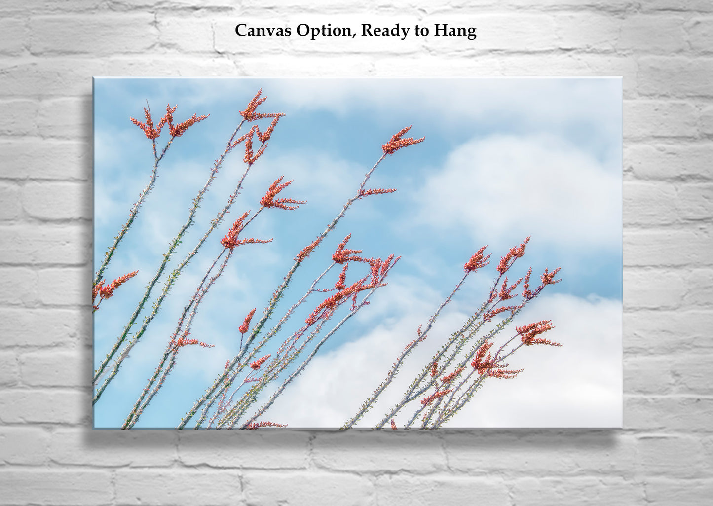 Ocotillo Red Wildflowers Photo – Tucson Arizona Desert Flower Art
