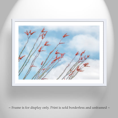 Ocotillo Red Wildflowers Photo – Tucson Arizona Desert Flower Art