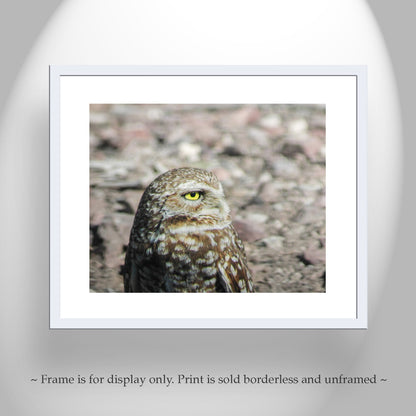 Burrowing Owl Bird Artwork in Southwestern USA Desert