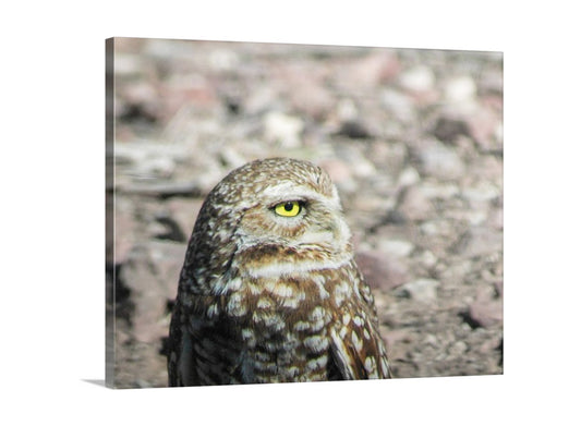 Burrowing Owl Bird Artwork in Southwestern USA Desert