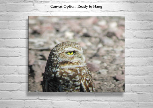 Burrowing Owl Bird Artwork in Southwestern USA Desert
