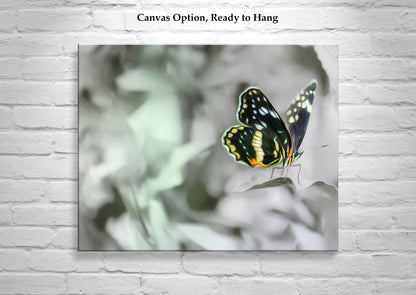 Butterfly Nature Photography as Ephemeral Nature Art Print
