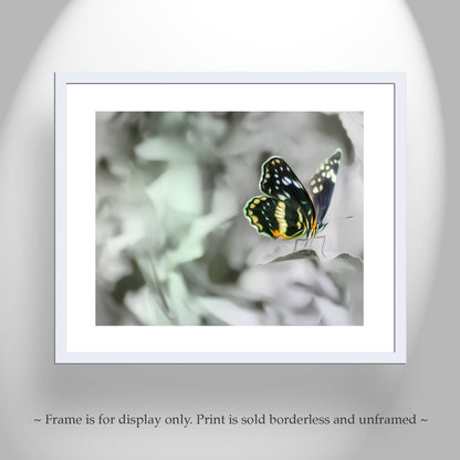 Butterfly Nature Photography as Ephemeral Nature Art Print
