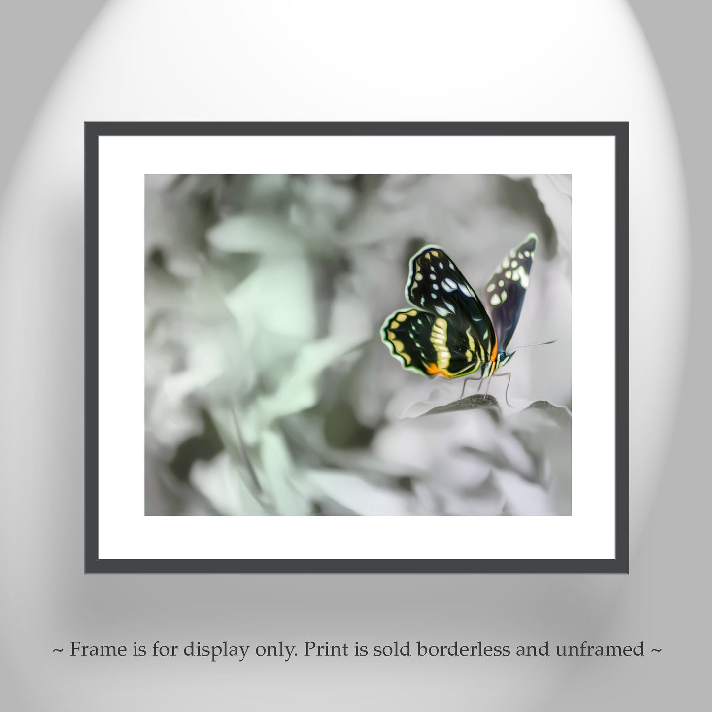 Butterfly Nature Photography as Ephemeral Nature Art Print
