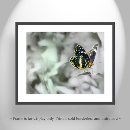Butterfly Nature Photography as Ephemeral Nature Art Print