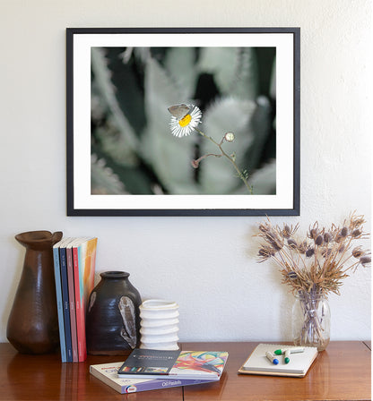 Desert Agave and Butterfly in Arizona Desert as Botanical Wall Decor
