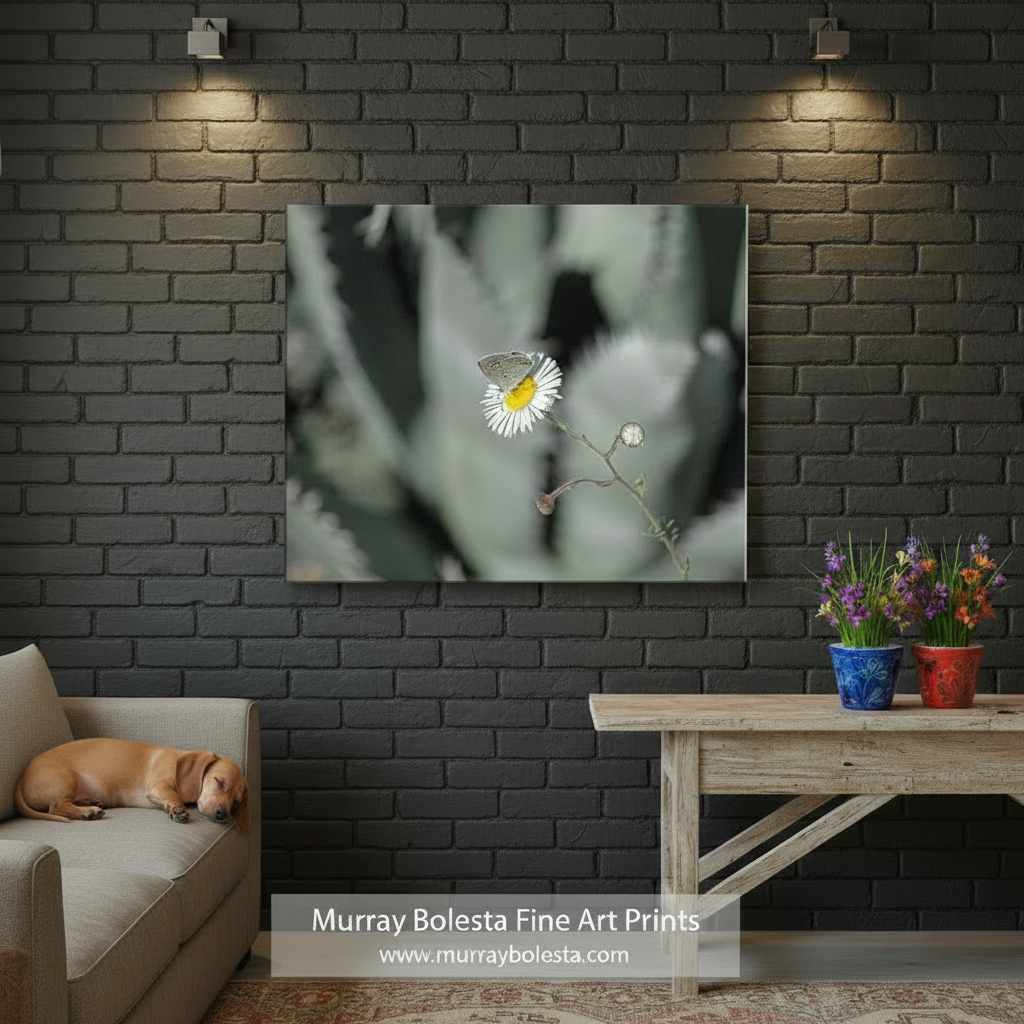 Butterfly on a white flower with a blurred background by Murray Bolesta