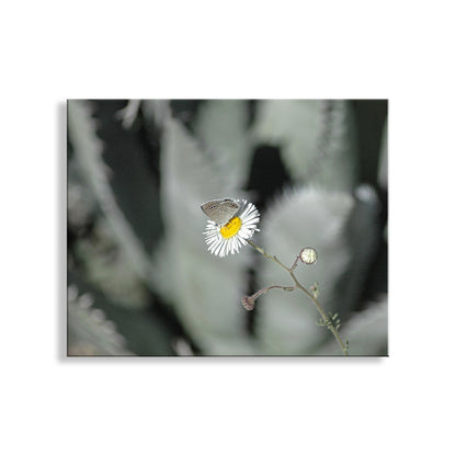 Desert Agave and Butterfly in Arizona Desert as Botanical Wall Decor