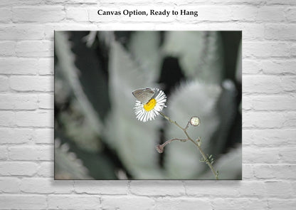 Desert Agave and Butterfly in Arizona Desert as Botanical Wall Decor