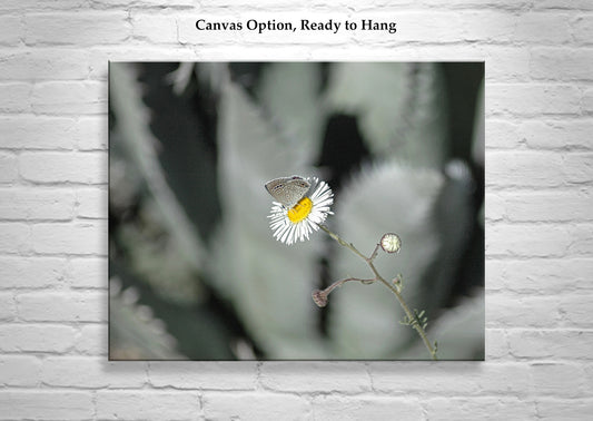 Desert Agave and Butterfly in Arizona Desert as Botanical Wall Decor