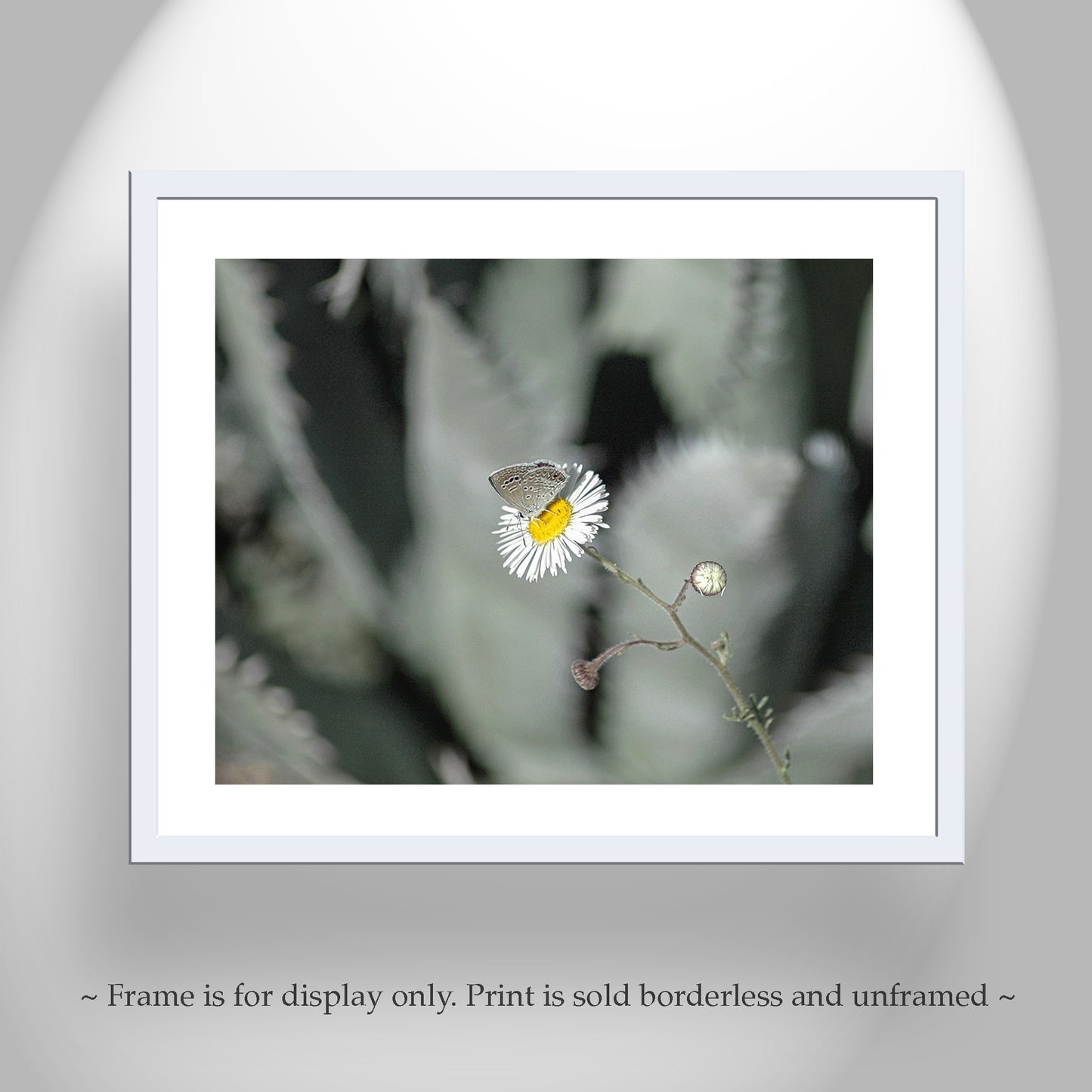 Desert Agave and Butterfly in Arizona Desert as Botanical Wall Decor