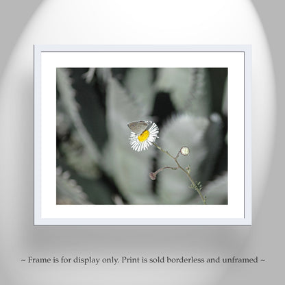 Desert Agave and Butterfly in Arizona Desert as Botanical Wall Decor